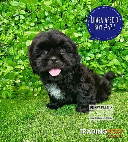 Lhasa Apso X Shih Tzu - Boys. At Puppy Palace Pet Shop. For all your doggy needs.