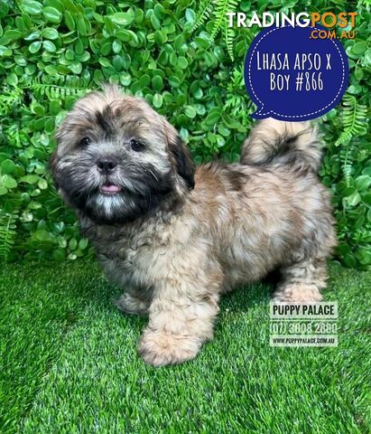 Lhasa Apso X Shih Tzu - Boys. At Puppy Palace Pet Shop. For all your doggy needs.