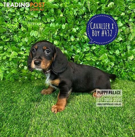 Dashalier (Cavalier King Charles Spaniel X Mini Dachshund) - Boys & Girls. At Puppy Palace Pet Shop.