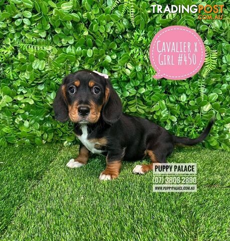 Dashalier (Cavalier King Charles Spaniel X Mini Dachshund) - Boys & Girls. At Puppy Palace Pet Shop.