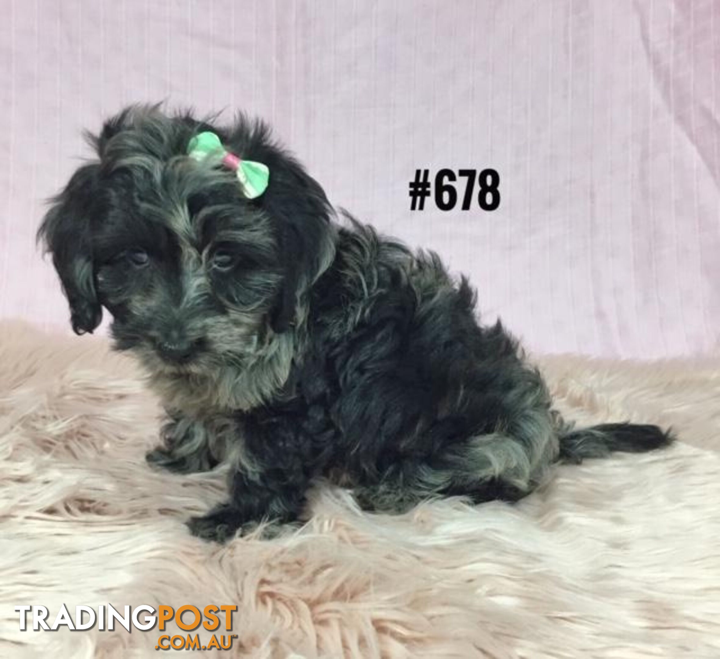 Doxiepoo Puppies (Mini Dachshund X Toy Poodle) - Silver Dapple Girl.  At Puppy Palace, [@Address value='Underwood']. I HAVE ALSO HAD MY 2nd VACCINATION VALUE $100