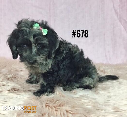 Doxiepoo Puppies (Mini Dachshund X Toy Poodle) - Silver Dapple Girl.  At Puppy Palace, [@Address value='Underwood']. I HAVE ALSO HAD MY 2nd VACCINATION VALUE $100