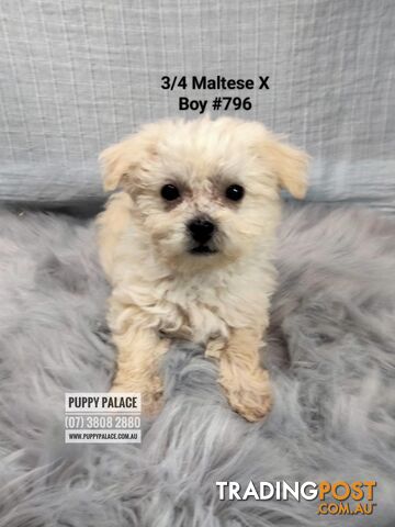 3 4 Maltese X Boy I have the sweetest nature In store now at Puppy ...