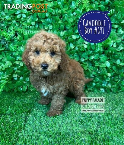 Toy Cavoodle /Cavapoo Puppies - Girl & Boy. Puppy Palace Pet Shop, Brisbane