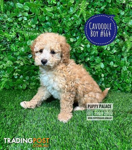 Toy Cavoodle /Cockerpoo Puppies - Girl & Boys. Puppy Palace Pet Shop, Brisbane