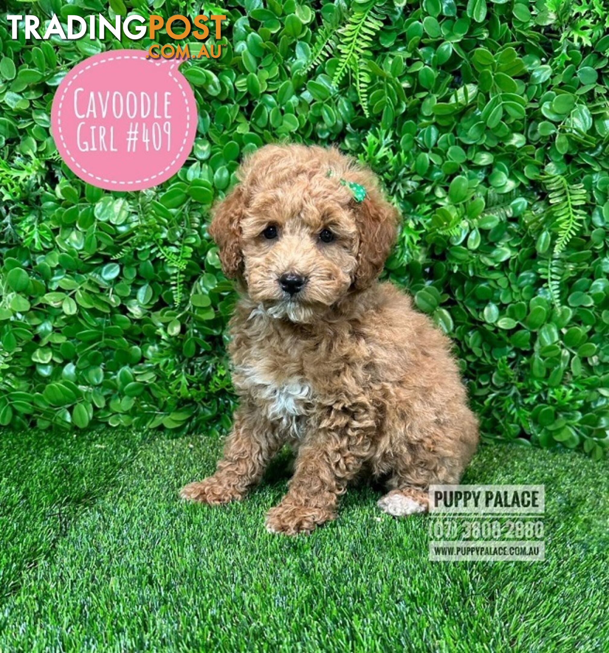 Toy Cavoodle /Cockerpoo Puppies - Girl & Boy. Puppy Palace Pet Shop, Brisbane