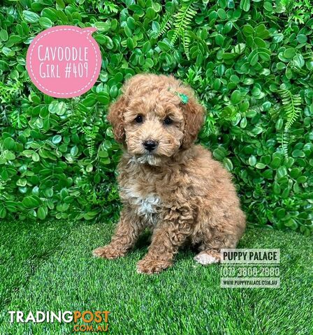 Toy Cavoodle /Cavapoo Puppies - Girl & Boy. Puppy Palace Pet Shop, Brisbane