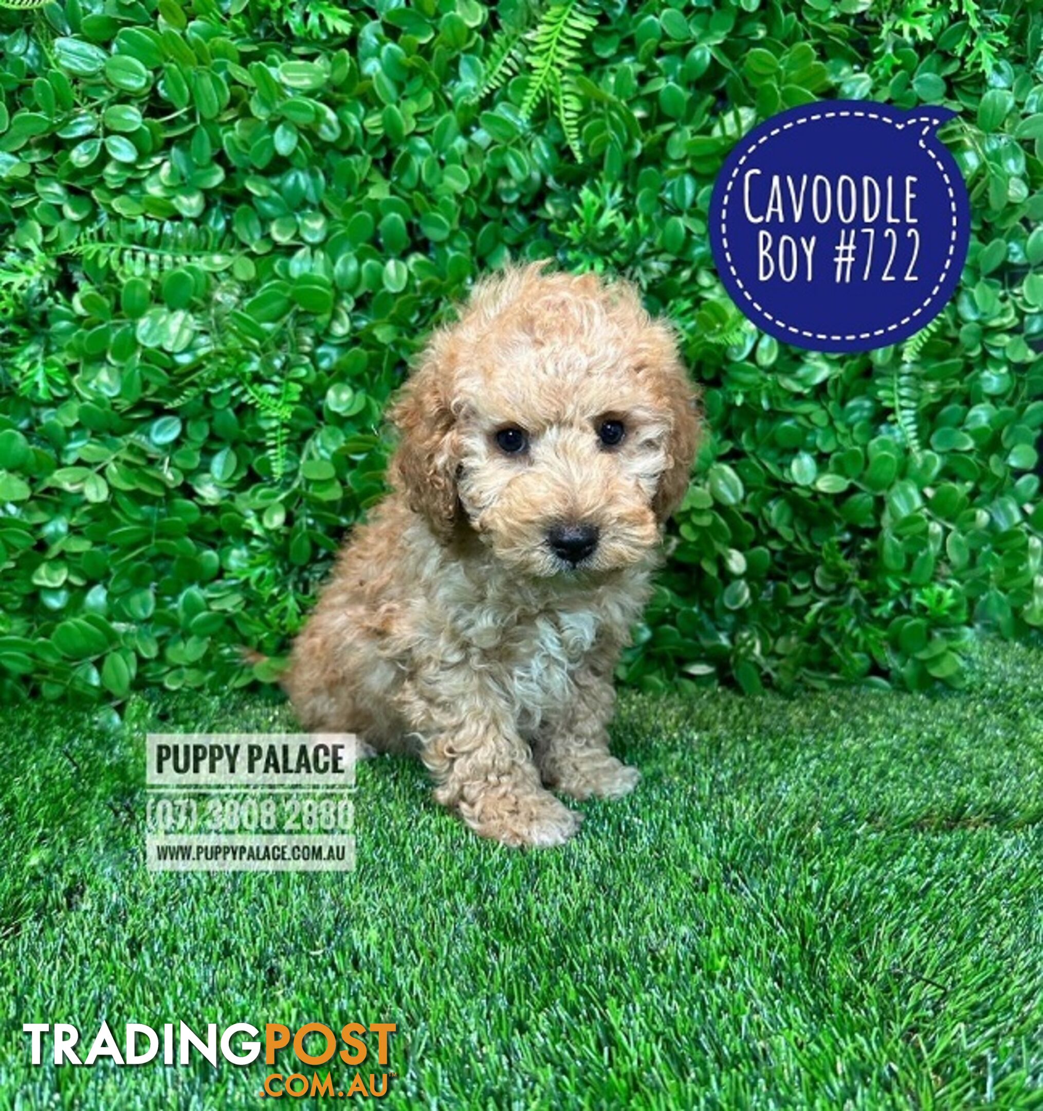 Toy Cavoodle /Cockerpoo Puppies - Girl & Boy. Puppy Palace Pet Shop, Brisbane