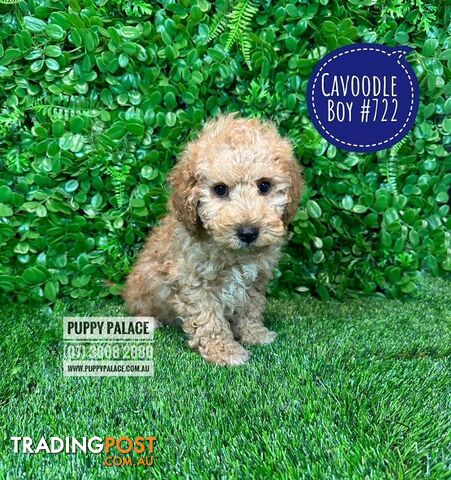 Toy Cavoodle /Cockerpoo Puppies - Girl & Boys. Puppy Palace Pet Shop, Brisbane