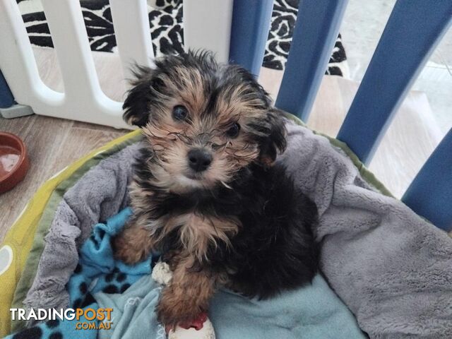 Yorkipoo (Yorkshire Terrier X Toy Poodle) Puppy - Boy.  