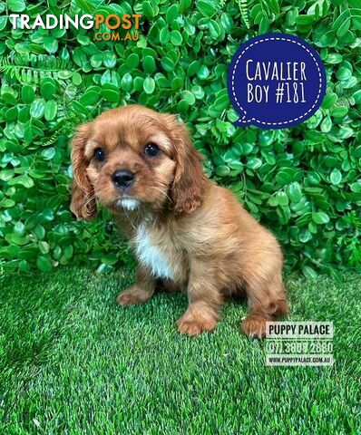 Ruby Cavalier King Charles Spaniel Puppies - Boys & Girl. Puppy Palace Pet Shop, Underwood. 