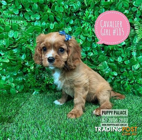 Ruby Cavalier King Charles Spaniel Puppies - Boys & Girl. Puppy Palace Pet Shop, Underwood. 