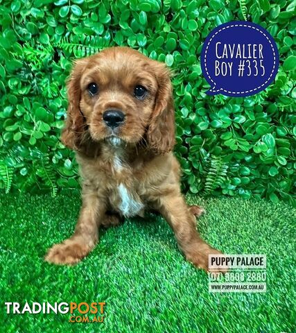 Ruby Cavalier King Charles Spaniel Puppies - Boys & Girl. Puppy Palace Pet Shop, Underwood. 