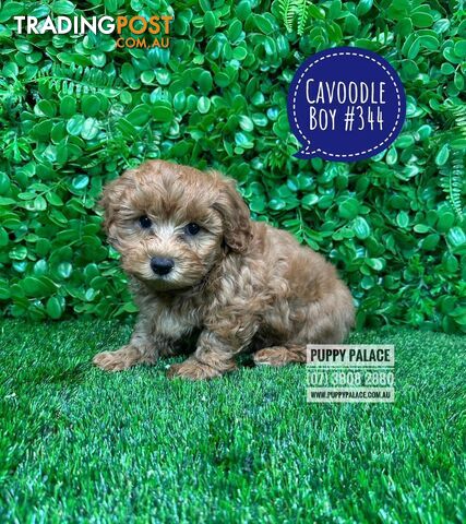 Cavoodle / Cavapoo (Toy/Mini Poodle X Cavalier) - Boy