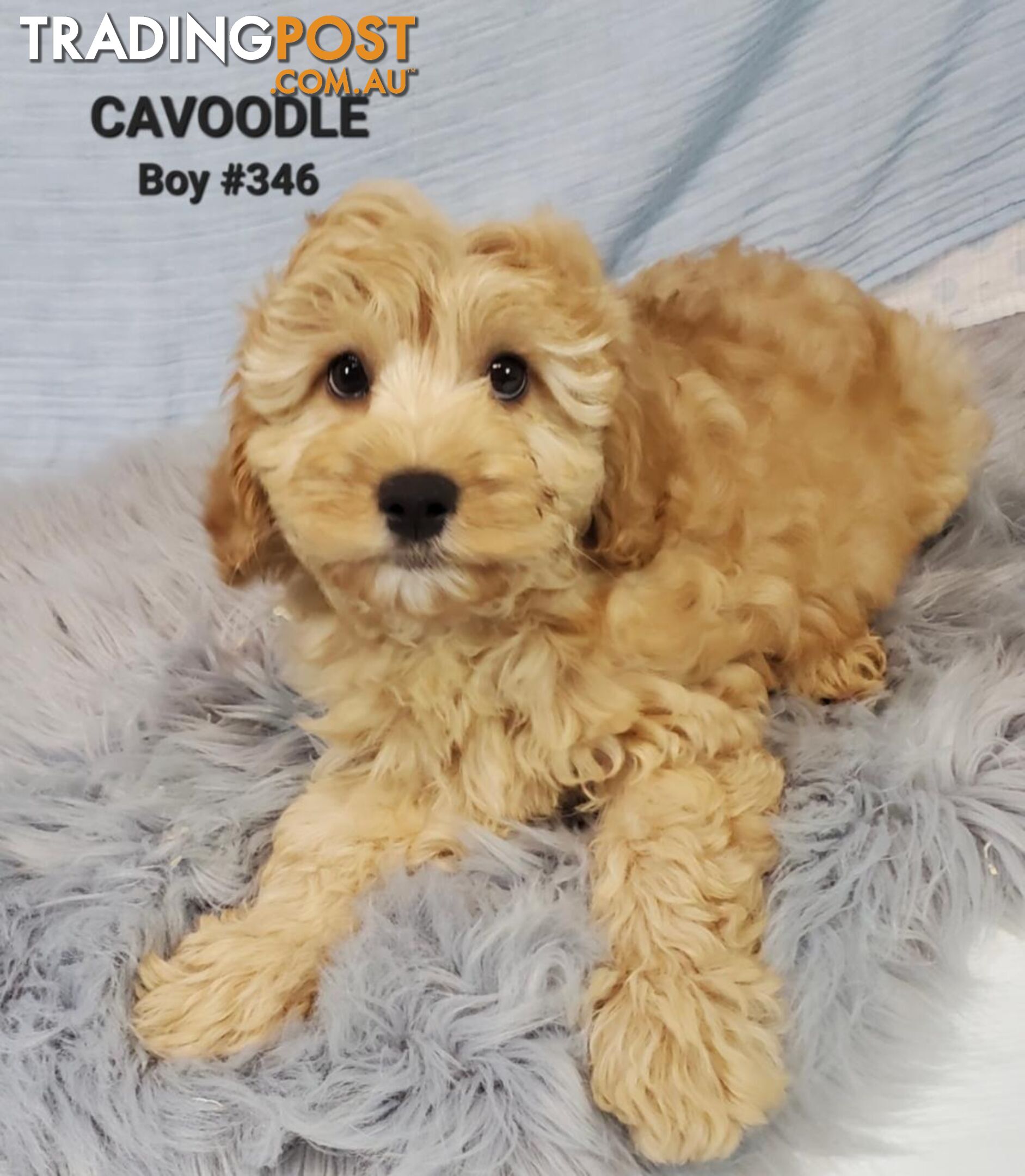 Cavoodle (Poodle X Cavalier) - Boys. In store now at Puppy Palace Pet Shop, Brisbane.