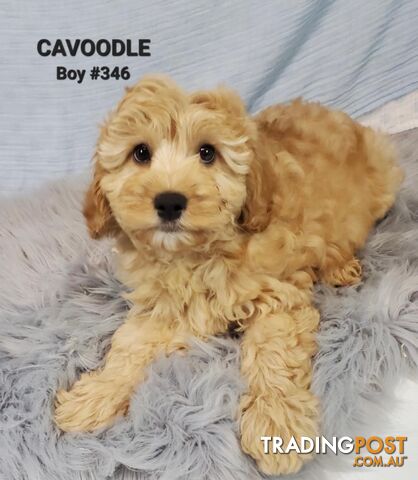 Cavoodle (Poodle X Cavalier) - Boys. In store now at Puppy Palace Pet Shop, Brisbane.