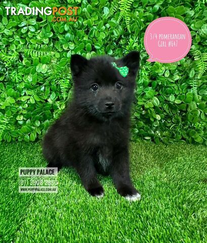 3/4 Pomeranian X - Boy & Girls. Puppy Palace Pet Shop, Underwood. 