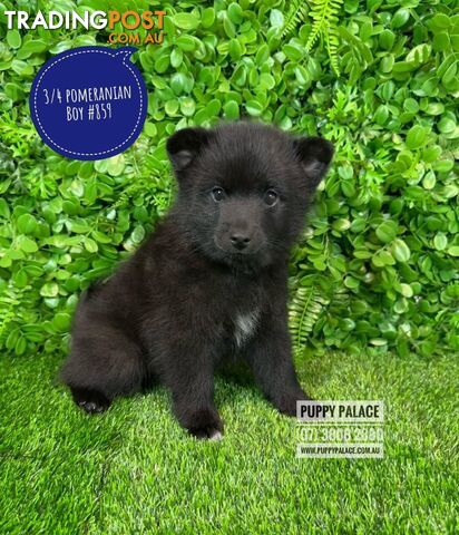 3/4 Pomeranian X - Boy & Girls. Puppy Palace Pet Shop, Underwood. 07 38082880