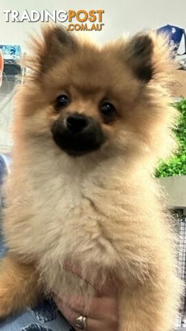 Purebred Pomeranian - Boy. Call . I am Desexed, Fully Vaccinated. Inc, Bedding,...