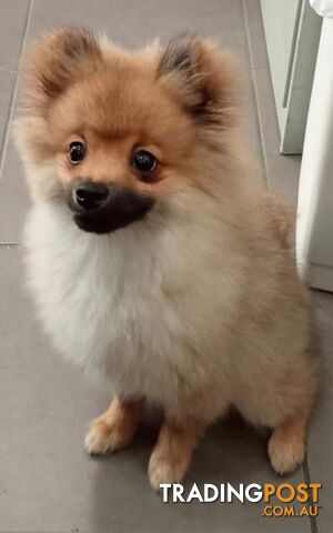 Purebred Pomeranian - Boy. I am a Private Sale. Call for more Information.