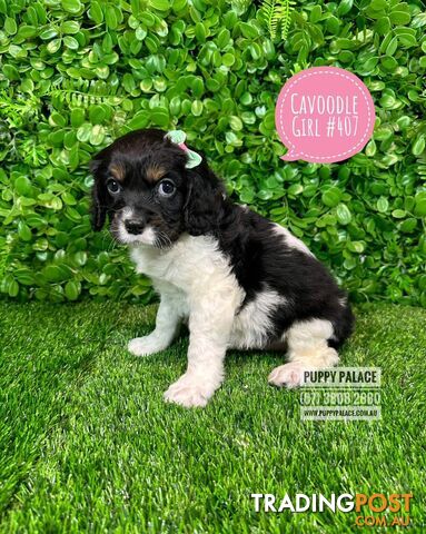 Cavoodle / Cavapoo (Cavoodle X Cavalier) - Girl. I HAVE ALSO HAD MY 2nd VACCINATION.