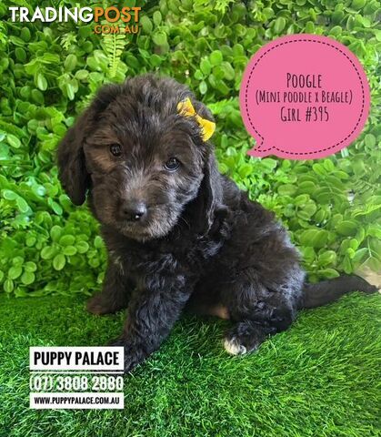 Poogle/Beaglepoo (Beagle X Mini Poodle) - Girls. I am now in store at Puppy...