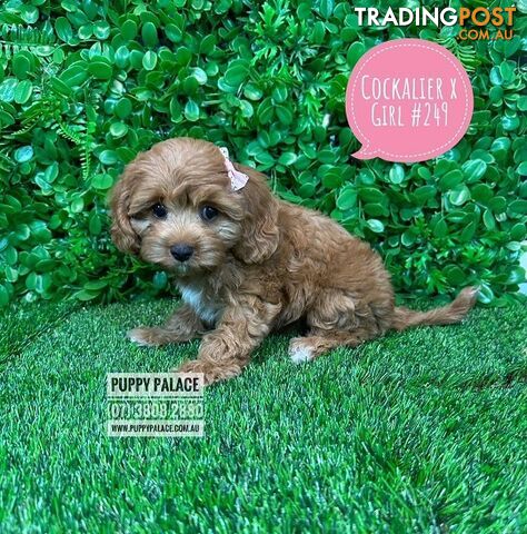 Cavoodle, Cockalier  (Cavalier/Cocker Spaniel X Toy Poodle) Puppies - At Puppy Palace Pet Shop.