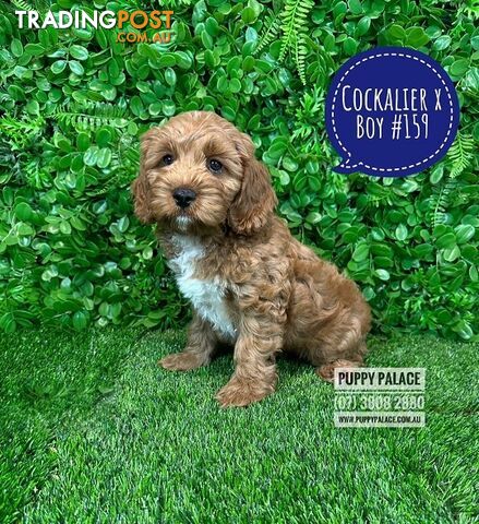 Cavoodle, Cockalier  (Cavalier/Cocker Spaniel X Toy Poodle) Puppies - At Puppy Palace Pet Shop.