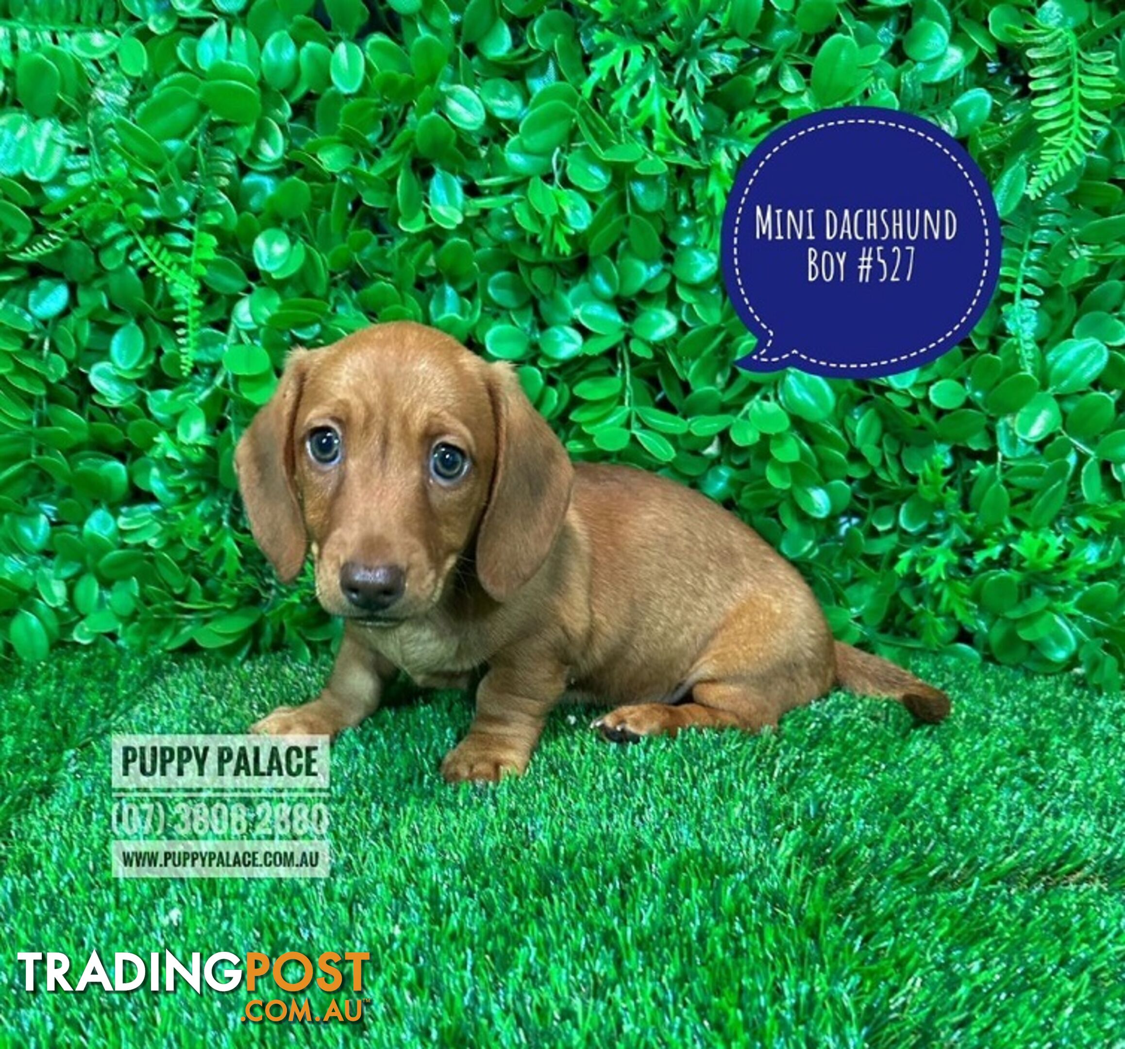 Miniature Dachshund Puppies - Boys & Girl.  At Puppy Palace Pet Shop, Underwood.07 3808-2880