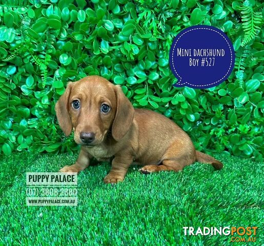 Miniature Dachshund Puppies - Boys.  At Puppy Palace Pet Shop, Underwood.07 3808-2880