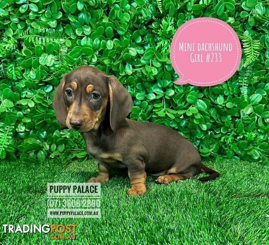 Miniature Dachshund Puppies - Boys & Girl.  At Puppy Palace Pet Shop, Underwood.07 3808-2880