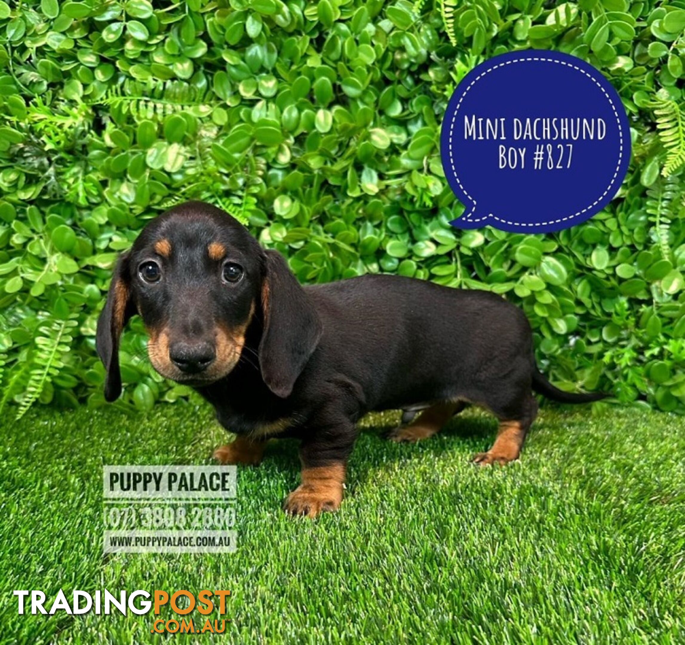 Miniature Dachshund Puppies - Boys & Girl.  At Puppy Palace Pet Shop, Underwood.07 3808-2880