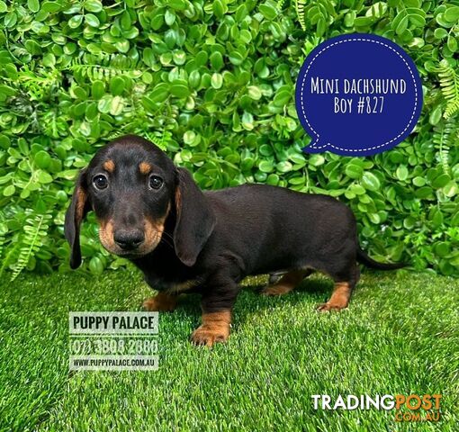 Miniature Dachshund Puppies - Boys.  At Puppy Palace Pet Shop, Underwood.07 3808-2880