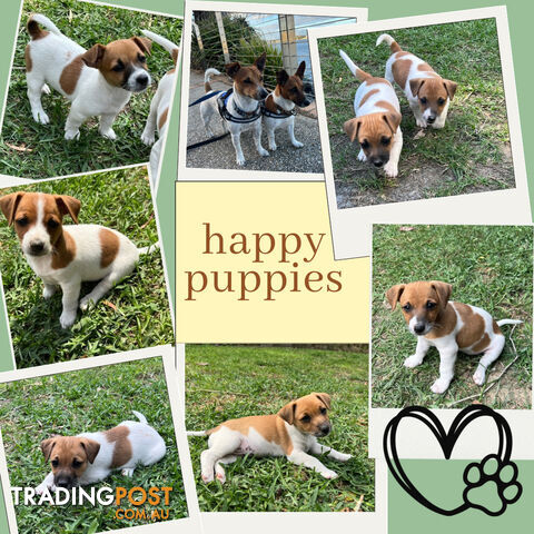 Purebred Jack Russell puppies