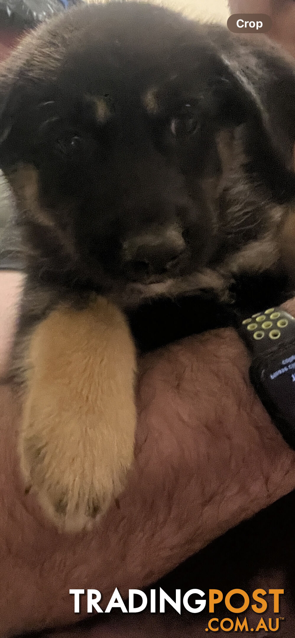 German shepherd/Labrador (dad) x pure Siberian husky (mum) puppies