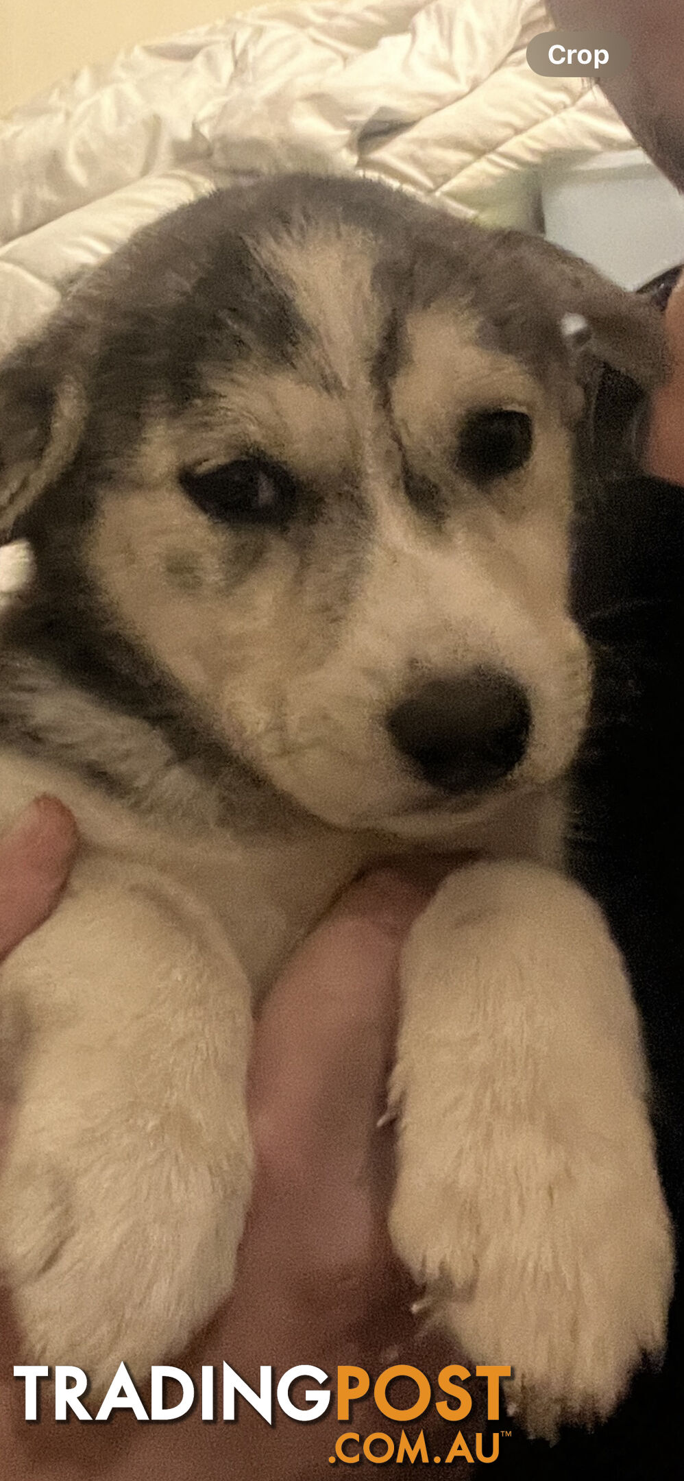 German shepherd/Labrador (dad) x pure Siberian husky (mum) puppies