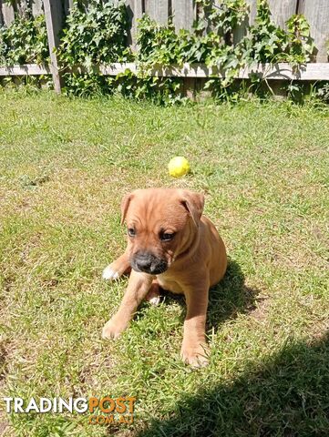 Purebred american Staffordshire Terrier puppies 3male 6female