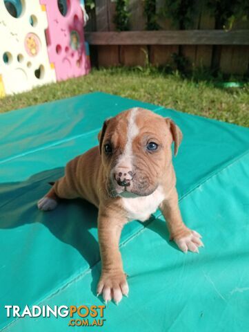 Purebred american Staffordshire Terrier puppies 3male 6female