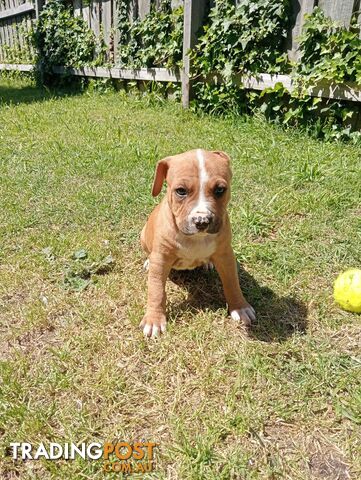 Purebred american Staffordshire Terrier puppies 3male 6female