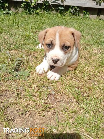 Purebred american Staffordshire Terrier puppies 3male 6female