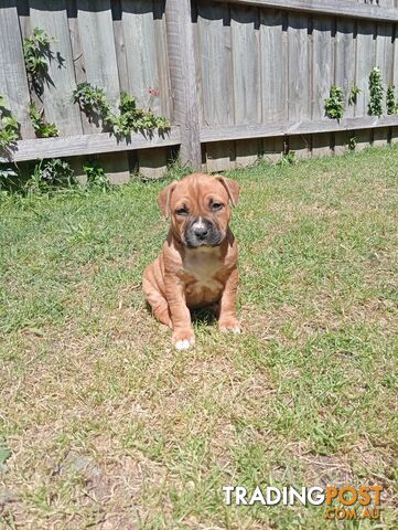 Purebred american Staffordshire Terrier puppies 3male 6female