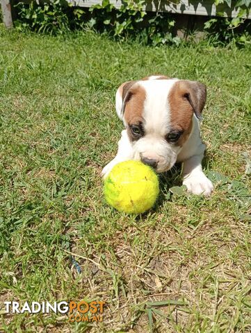 Purebred american Staffordshire Terrier puppies 3male 6female