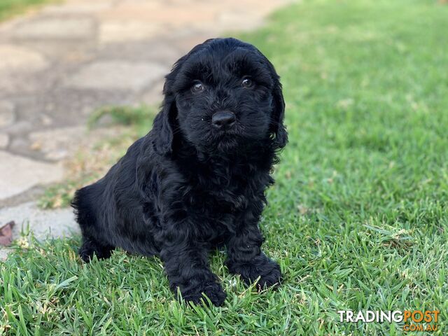 Gorgeous Black Miniature Groodle Puppies