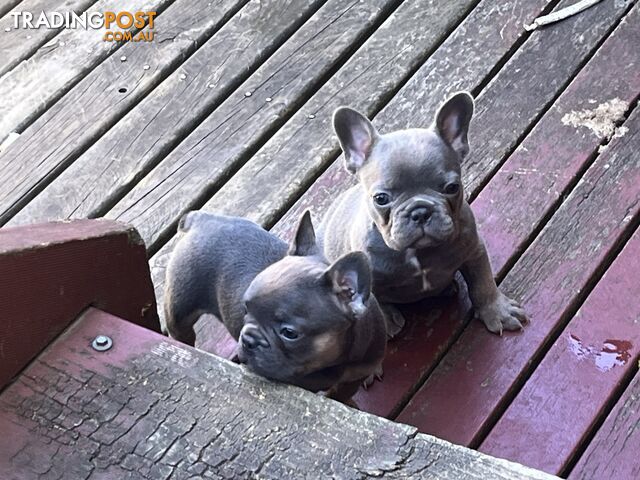 Pure French bulldogs