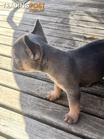 French bulldog pups