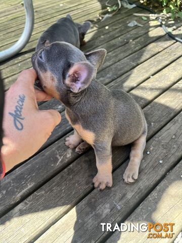 French bulldog pups