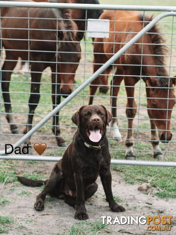 Chocolate And Black Labrador Puppies