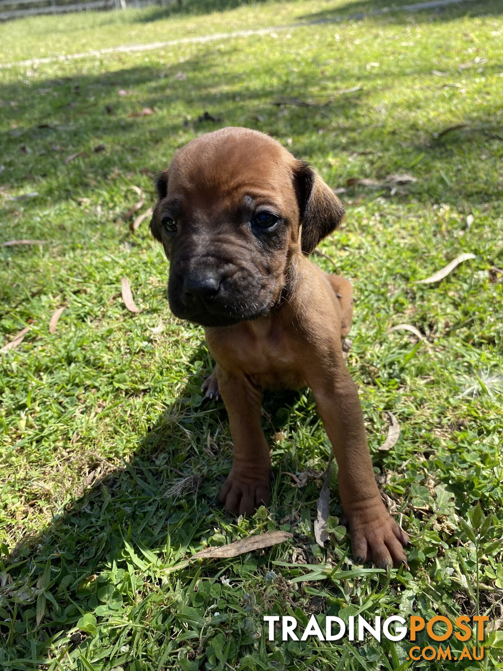 Rhodesian Ridgeback puppies