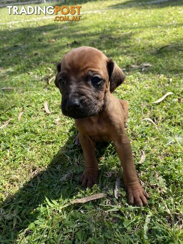 Rhodesian Ridgeback puppies