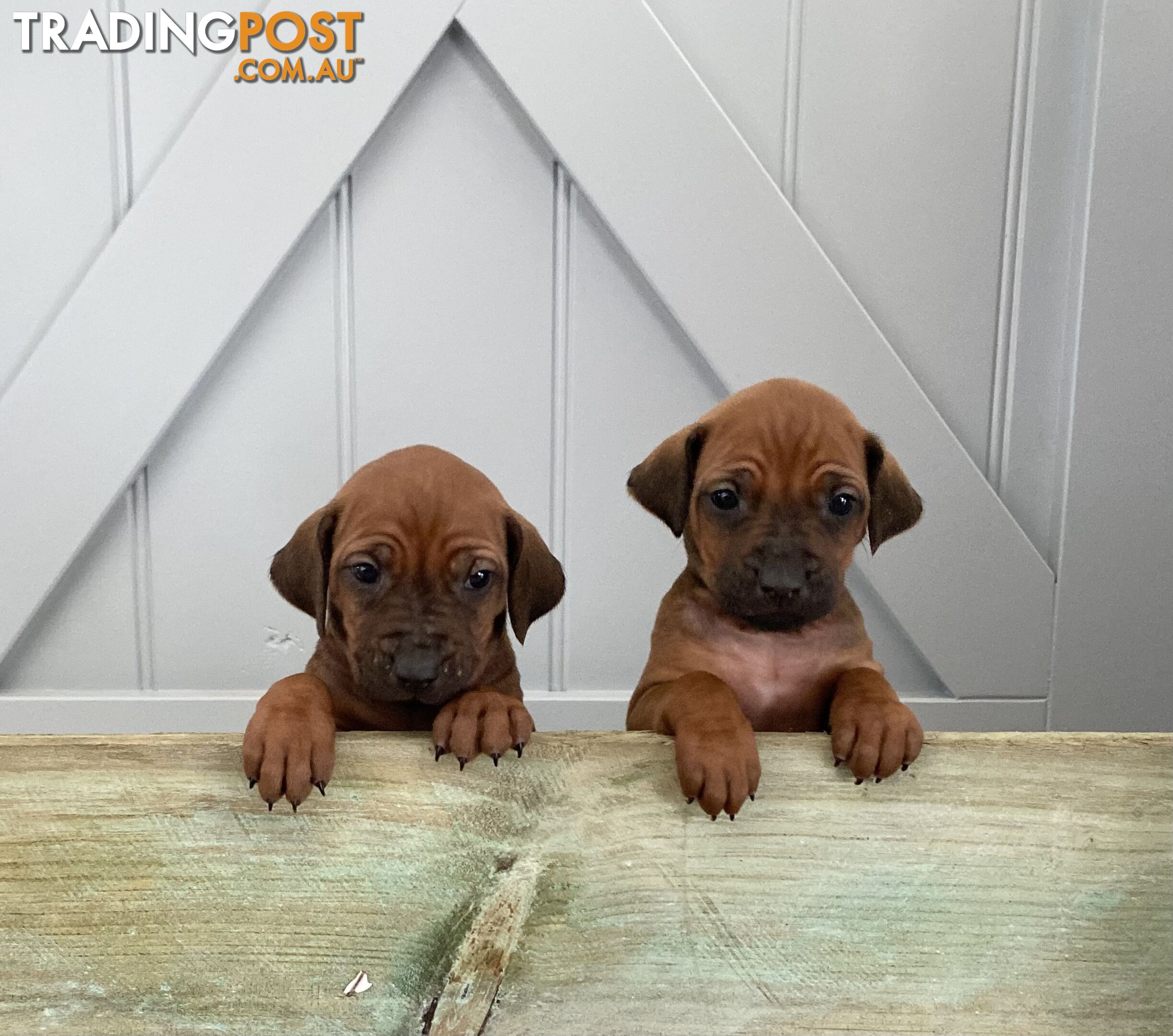 Rhodesian Ridgeback puppies